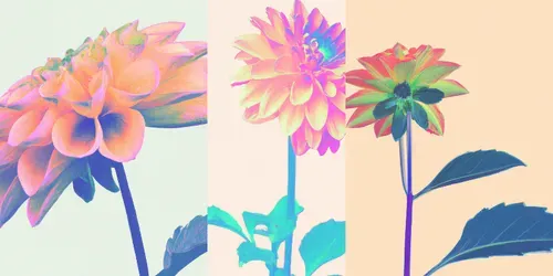 Rainbow Dahlia Flower generated by dalle