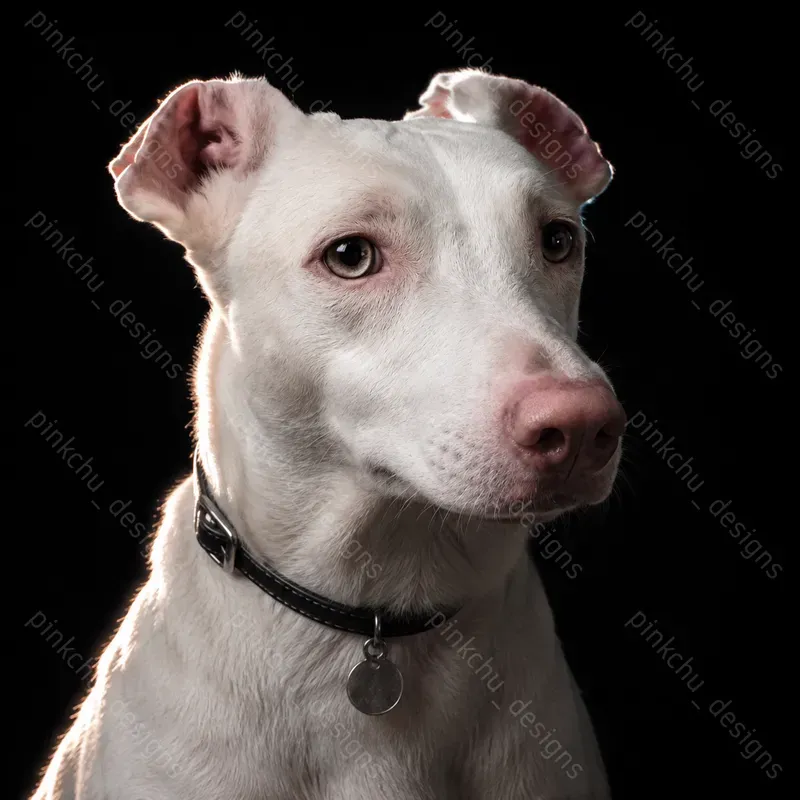 Pet Portrait Studio