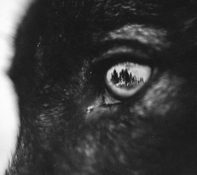 Raw Bw Fisheye Documentaries