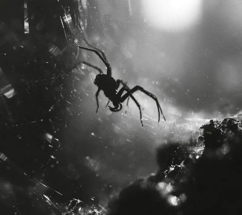 Raw Bw Fisheye Documentaries