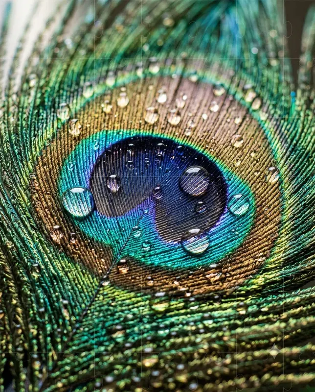Cinematic Macro Photography