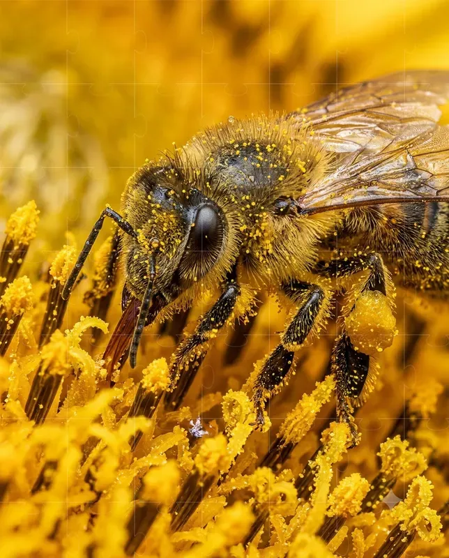 Cinematic Macro Photography