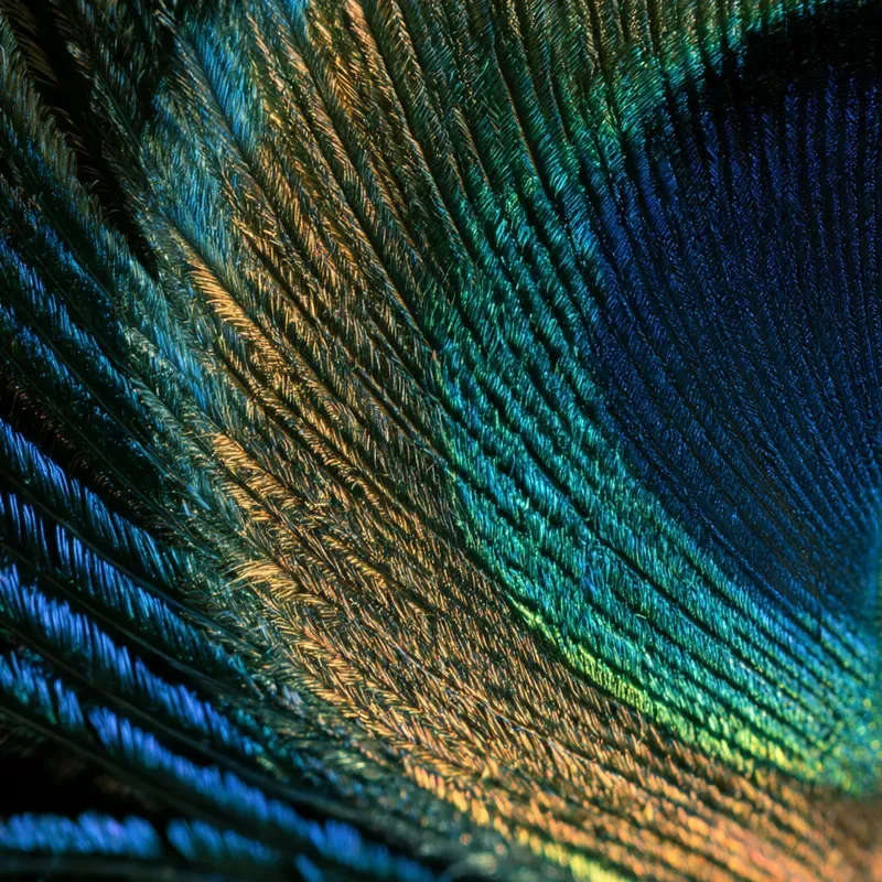 Microscopic World Art Generator