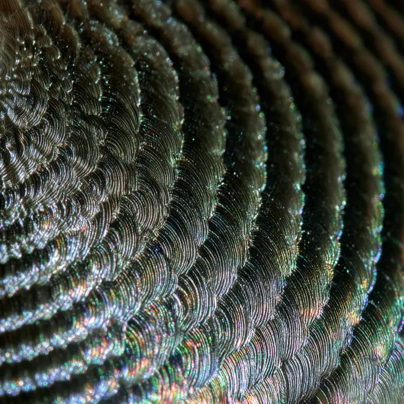 Microscopic World Art Generator