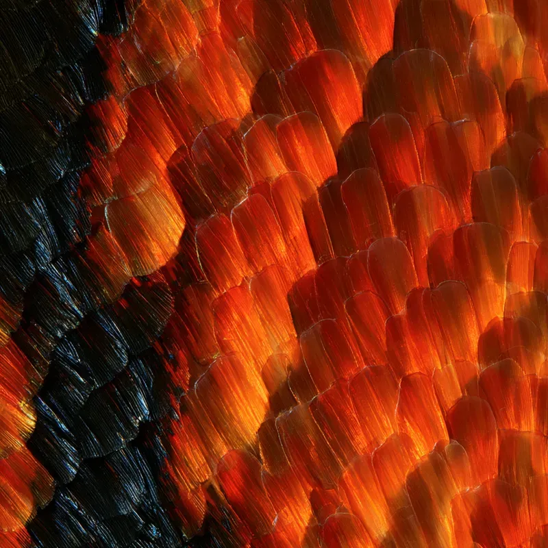 Microscopic World Art Generator