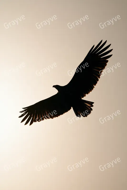 Backlit Silhouettes