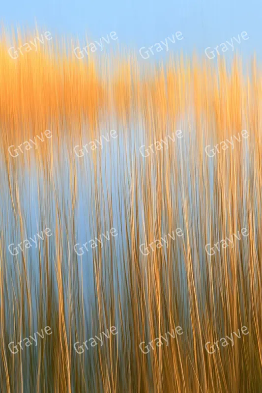 Icm Photography