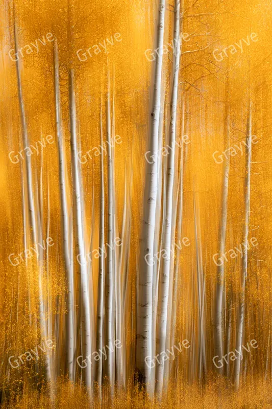Icm Photography