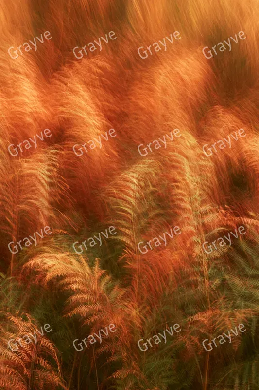 Icm Photography