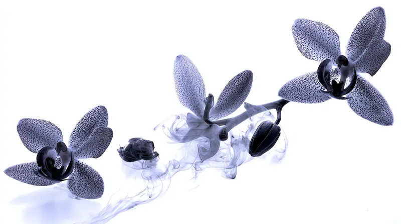Chinese Ink Flowers Paintings