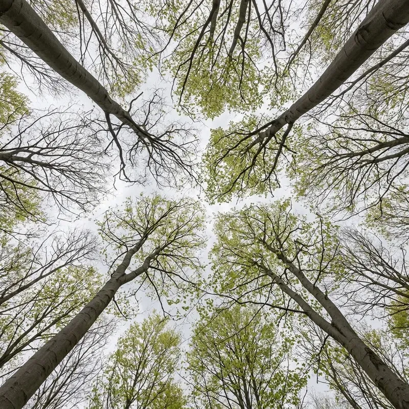 Canopy Gap Phenology Frames