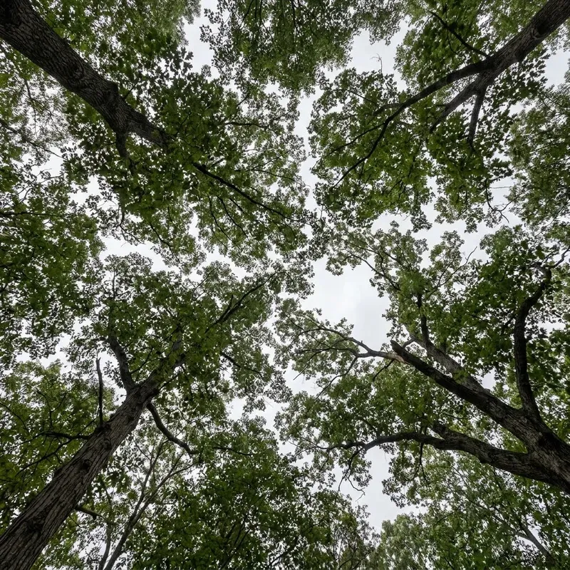 Canopy Gap Phenology Frames