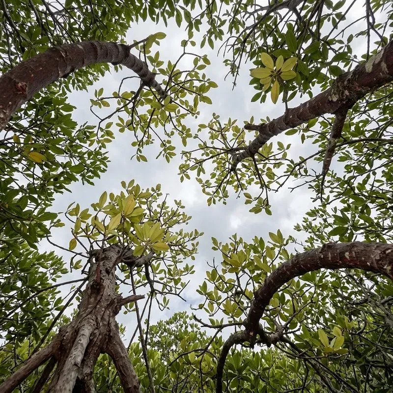 Canopy Gap Phenology Frames