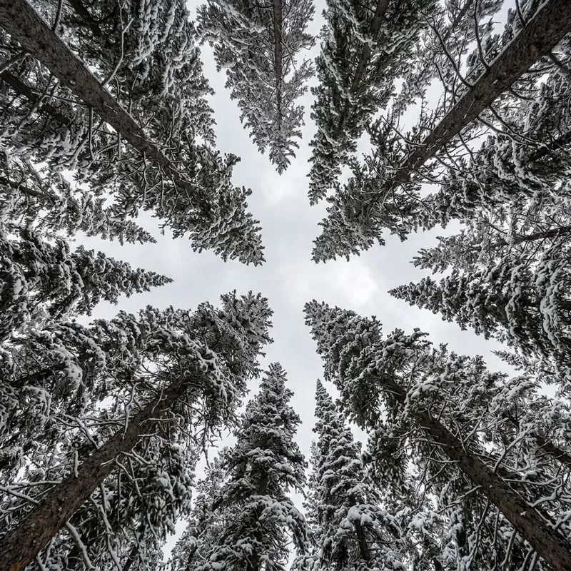 Canopy Gap Phenology Frames