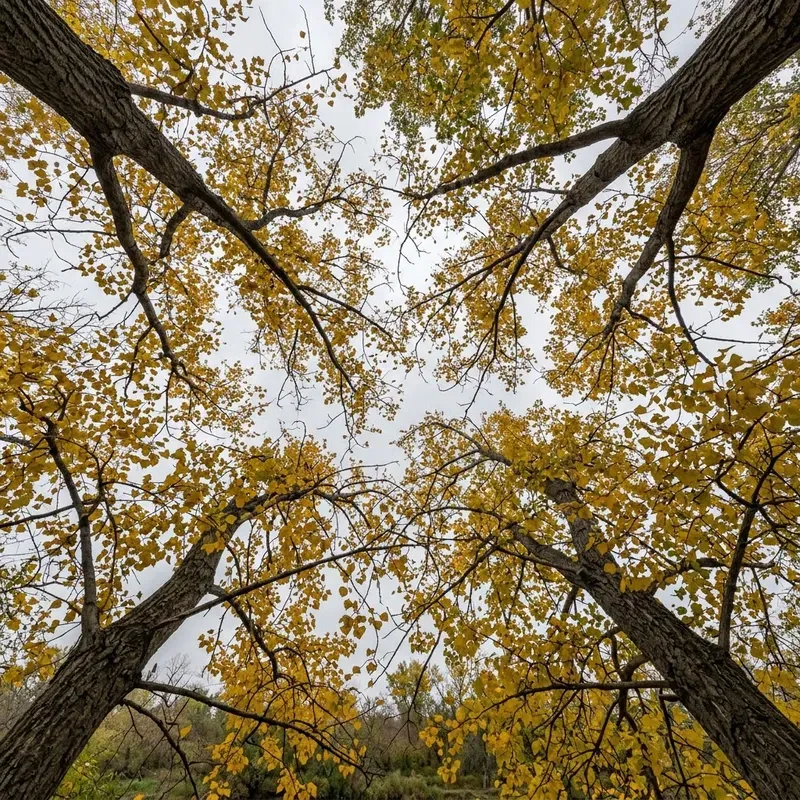 Canopy Gap Phenology Frames