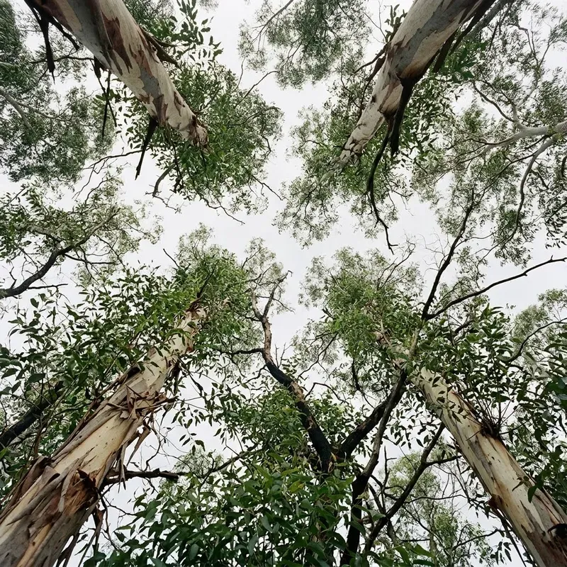 Canopy Gap Phenology Frames