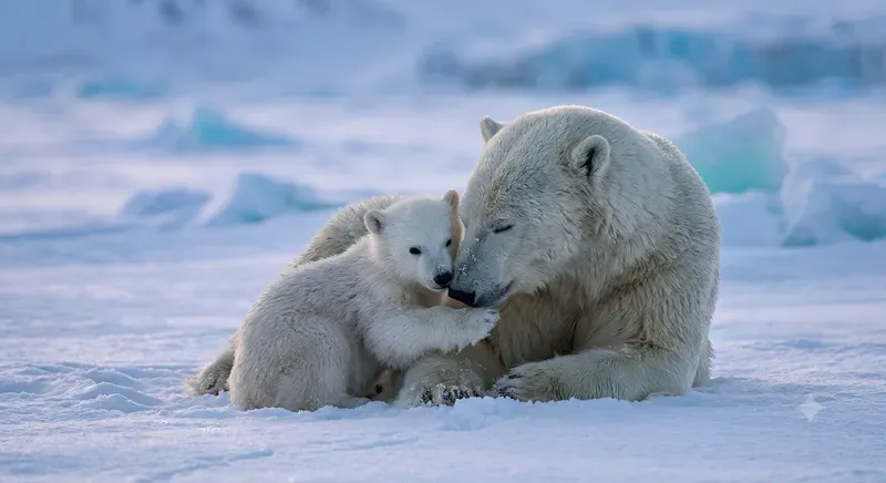 Emotional Wildlife Bond Commercial Photos