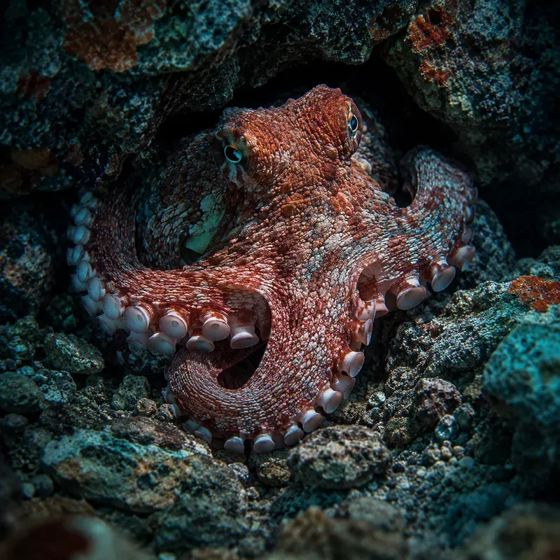 Hyperreal Ocean Portraits