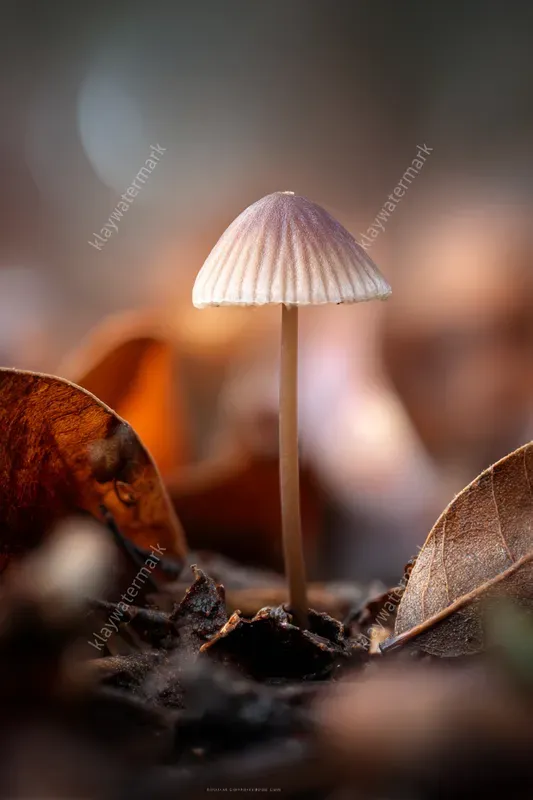 Macro Nature Wonders