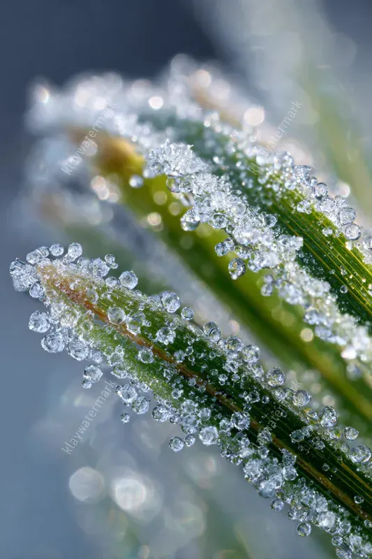 Macro Nature Wonders