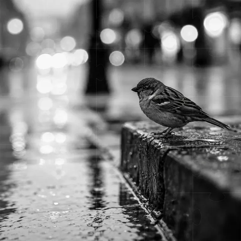 Black And White Rainy Street Fine Art