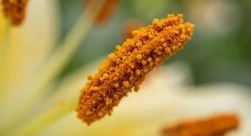 Extreme Macro Photography