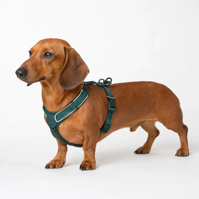 Pet Harness Fit Proof Photos
