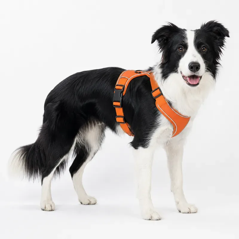 Pet Harness Fit Proof Photos