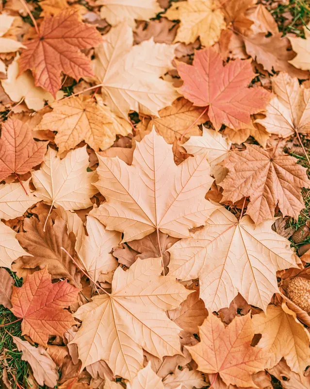 Faded Autumn Aesthetic Photos
