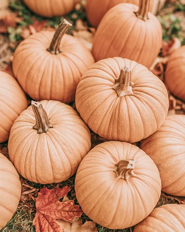 Faded Autumn Aesthetic Photos