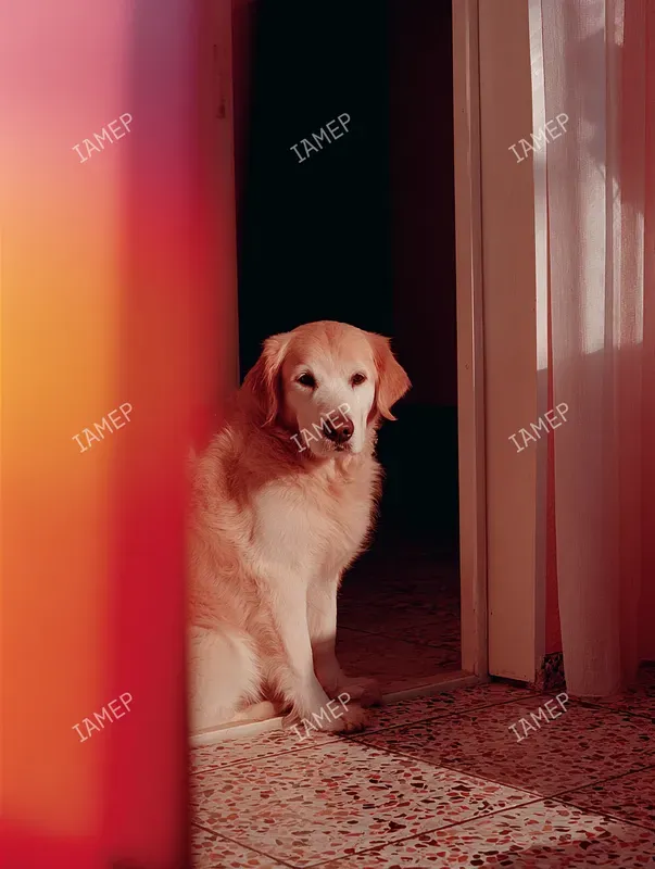 Analog Film Photography In Reds