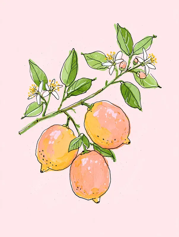Summer Sketch Cliparts