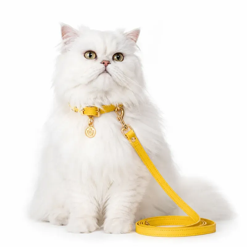 Colorful Pet Collar Products