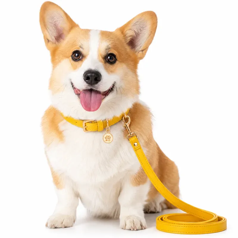 Colorful Pet Collar Products