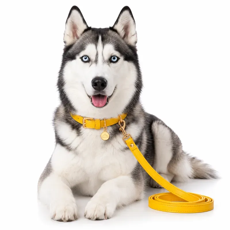 Colorful Pet Collar Products