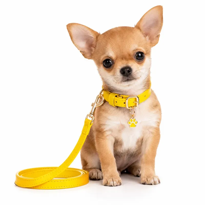 Colorful Pet Collar Products