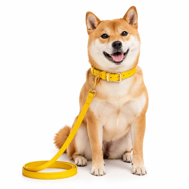 Colorful Pet Collar Products
