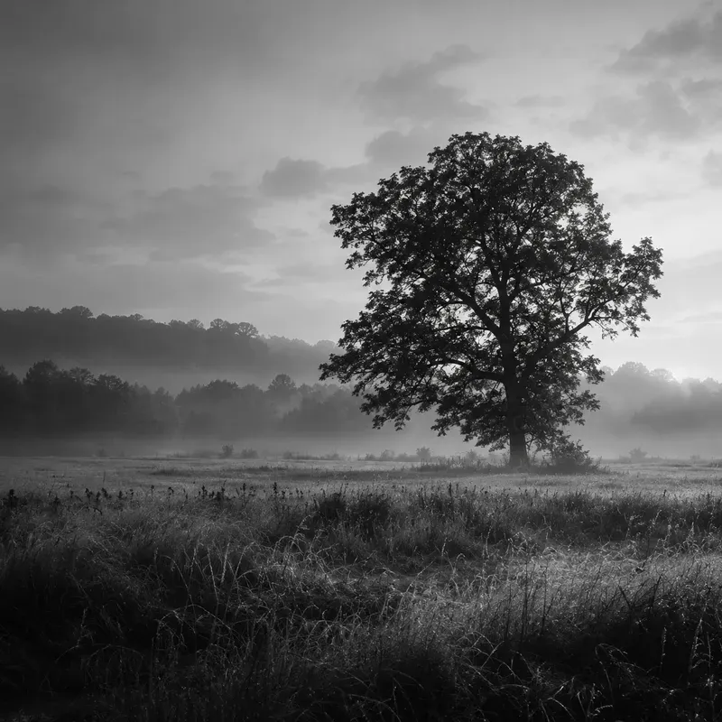 Monochrome Nature Serenities