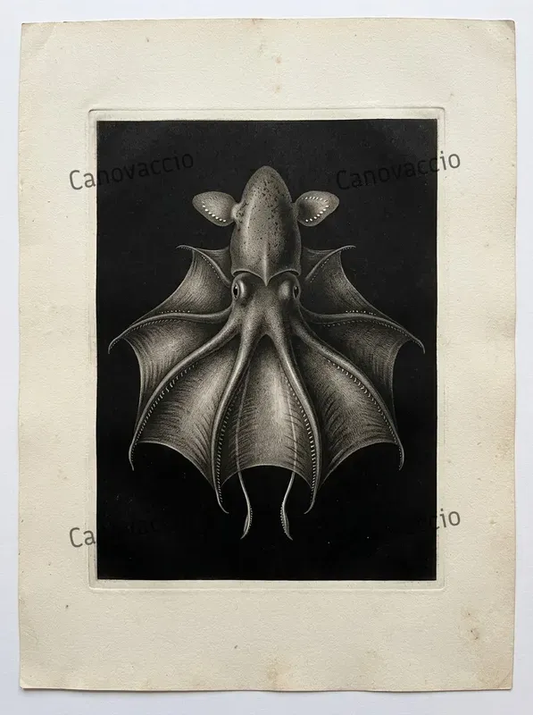 Mezzotint Abyssal Specimen Prints