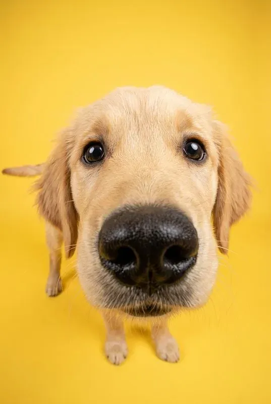Funny Fisheye Animal Close Up Portraits