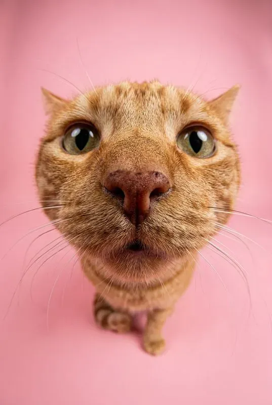 Funny Fisheye Animal Close Up Portraits