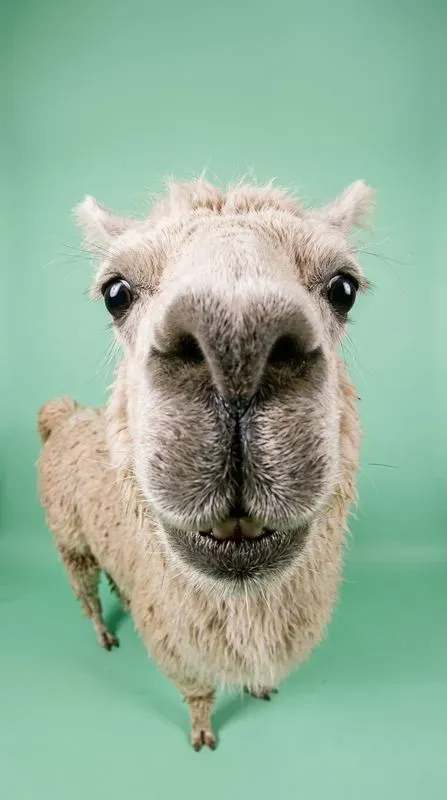Funny Fisheye Animal Close Up Portraits