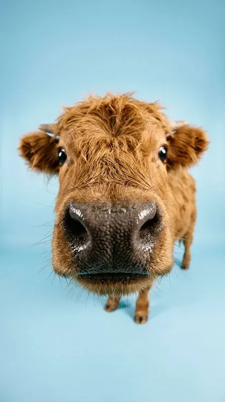 Funny Fisheye Animal Close Up Portraits