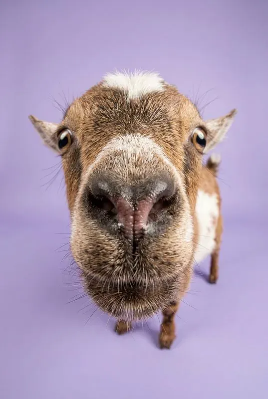 Funny Fisheye Animal Close Up Portraits