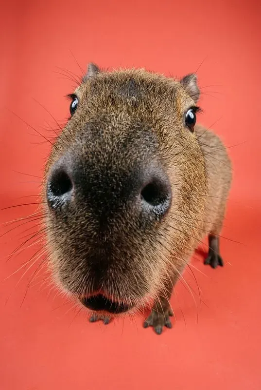 Funny Fisheye Animal Close Up Portraits