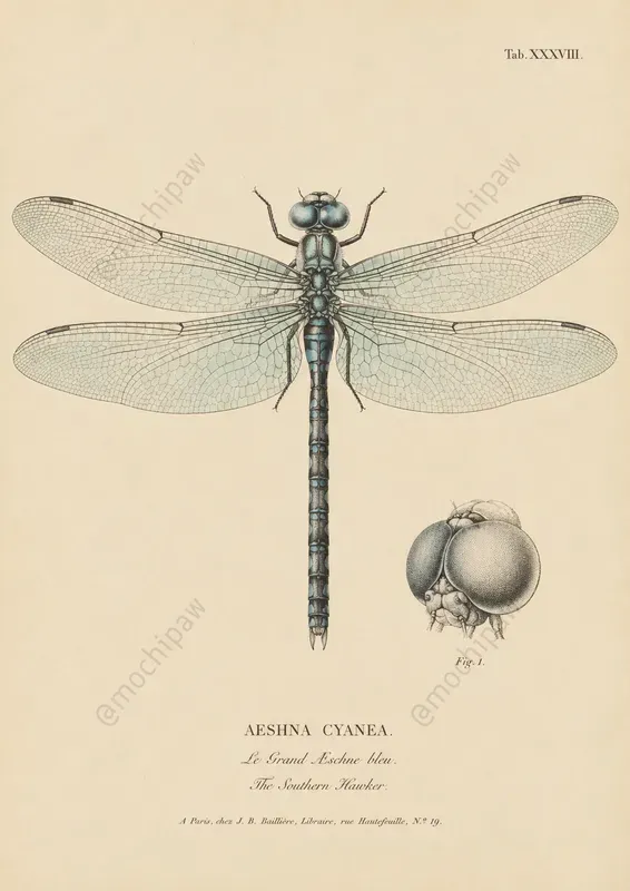 Vintage Scientific Plate Illustrators