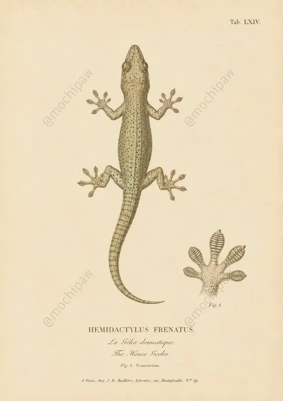 Vintage Scientific Plate Illustrators