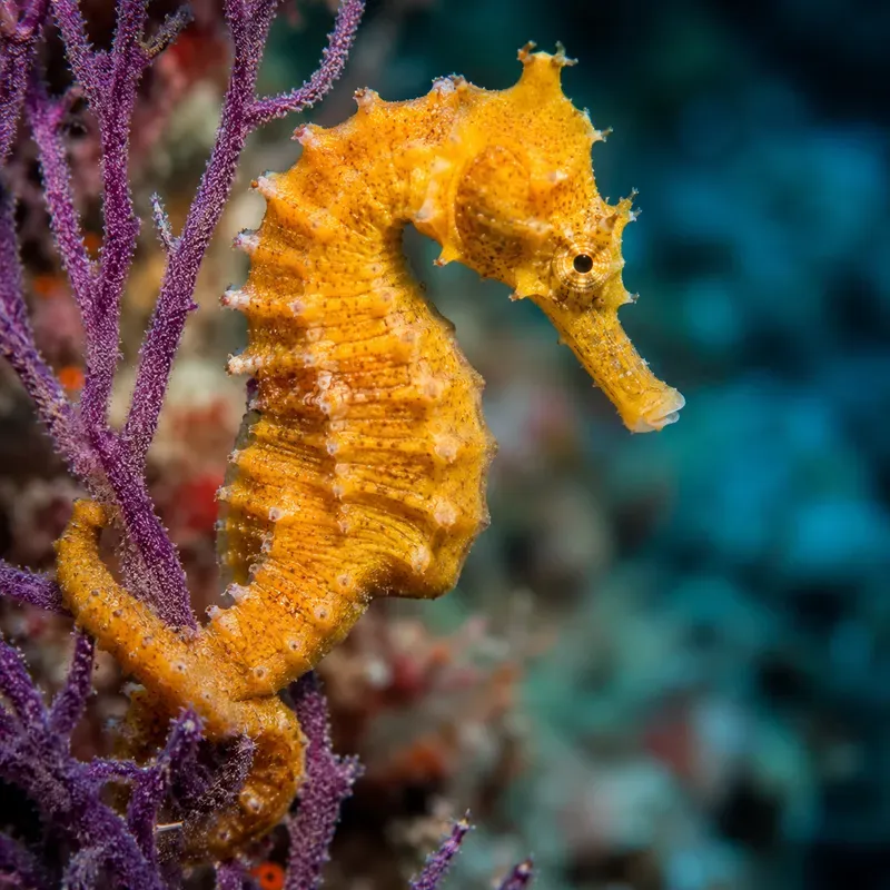 Underwater Ocean Wildlife Photography