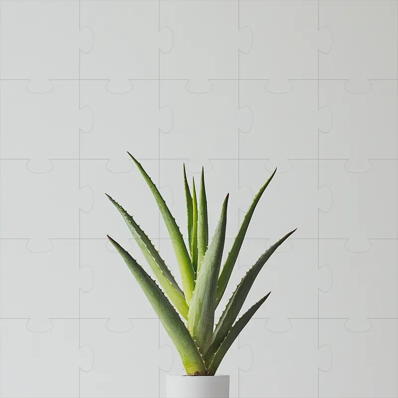 Beautiful Plant Photography
