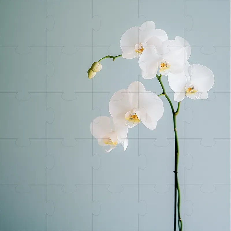 Beautiful Plant Photography